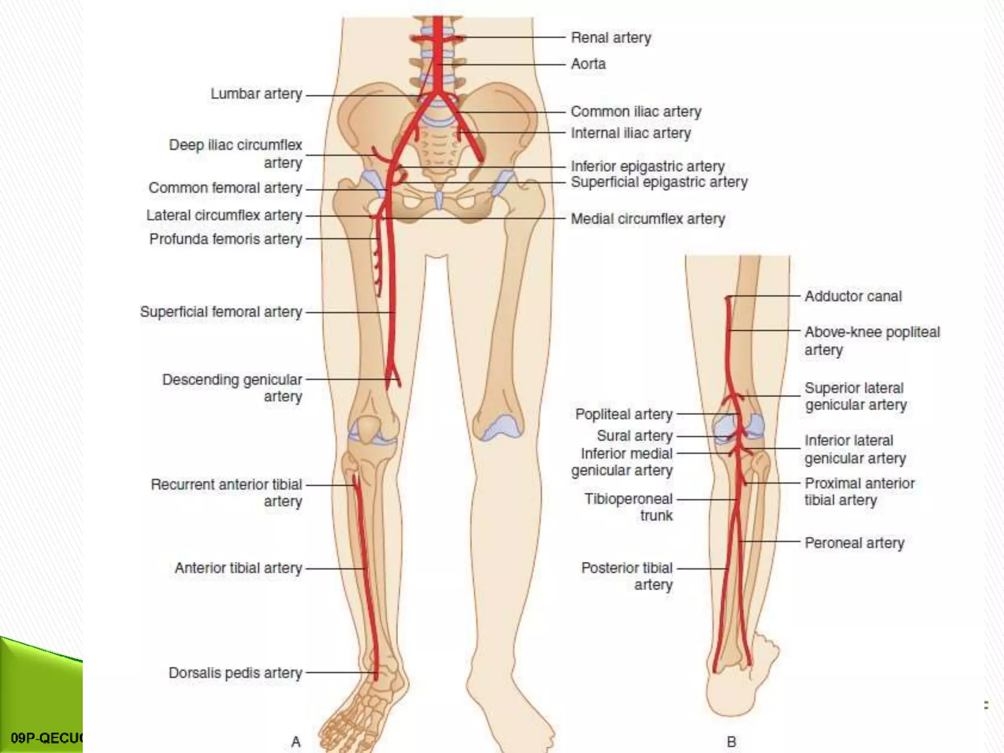 Peripheral Dimension Peripheral Arteries Usg-1.pptx