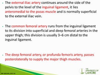 ⦁ The external iliac artery continues around the side of the
pelvis to the level of the inguinal ligament, it lies
anteromedial to the psoas muscle and is normally superficial
to the external iliac vein.
⦁ The common femoral artery runs from the inguinal ligament
to its division into superficial and deep femoral arteries in the
upper thigh; this division is usually 3–6 cm distal to the
inguinal ligament.
⦁ The deep femoral artery, or profunda femoris artery, passes
posterolaterally to supply the major thigh muscles.
 
