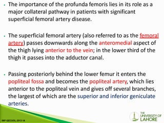 ⦁ The importance of the profunda femoris lies in its role as a
major collateral pathway in patients with significant
superficial femoral artery disease.
⦁ The superficial femoral artery (also referred to as the femoral
artery) passes downwards along the anteromedial aspect of
the thigh lying anterior to the vein; in the lower third of the
thigh it passes into the adductor canal.
⦁ Passing posteriorly behind the lower femur it enters the
popliteal fossa and becomes the popliteal artery, which lies
anterior to the popliteal vein and gives off several branches,
the largest of which are the superior and inferior geniculate
arteries.
 