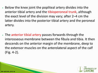 ⦁ Below the knee joint the popliteal artery divides into the
anterior tibial artery and the tibioperoneal trunk, although
the exact level of the division may vary; after 2–4 cm the
latter divides into the posterior tibial artery and the peroneal
artery.
⦁ The anterior tibial artery passes forwards through the
interosseous membrane between the fibula and tibia. It then
descends on the anterior margin of the membrane, deep to
the extensor muscles on the anterolateral aspect of the calf
(Fig. 4-2).
 