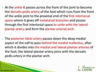 ⦁ At the ankle it passes across the front of the joint to become
the dorsalis pedis artery of the foot which runs from the front
of the ankle joint to the proximal end of the first intertarsal
space where it gives off metatarsal branches and passes
through the first intertarsal space to unite with the lateral
plantar artery and form the plantar arterial arch.
⦁ The posterior tibial artery passes down the deep medial
aspect of the calf to pass behind the medial malleolus, after
which it divides into the medial and lateral plantar arteries of
the foot; the lateral plantar artery joins with the dorsalis
pedis artery in the plantar arch.
 
