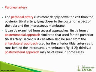 ⦁ Peroneal artery
⦁ The peroneal artery runs more deeply down the calf than the
posterior tibial artery, lying closer to the posterior aspect of
the tibia and the interosseous membrane.
⦁ It can be examined from several approaches: firstly from a
posteromedial approach similar to that used for the posterior
tibial artery; secondly, it can often also be seen from the
anterolateral approach used for the anterior tibial artery as it
runs behind the interosseous membrane (Fig. 4-2); thirdly, a
posterolateral approach may be of value in some cases.
 
