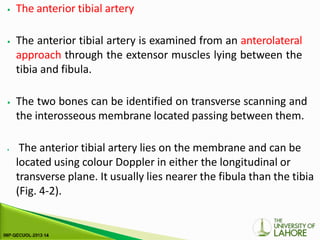 ⦁ The anterior tibial artery
⦁ The anterior tibial artery is examined from an anterolateral
approach through the extensor muscles lying between the
tibia and fibula.
⦁ The two bones can be identified on transverse scanning and
the interosseous membrane located passing between them.
⦁ The anterior tibial artery lies on the membrane and can be
located using colour Doppler in either the longitudinal or
transverse plane. It usually lies nearer the fibula than the tibia
(Fig. 4-2).
 