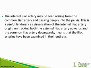 ⦁ The internal iliac artery may be seen arising from the
common iliac artery and passing deeply into the pelvis. This is
a useful landmark as visualisation of the internal iliac artery
origin, on tracking both the external iliac artery upwards and
the common iliac artery downwards, means that the iliac
arteries have been examined in their entirety.
 
