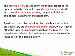 ⦁ The brachial artery passes down the medial aspect of the
upper arm to the cubital fossa and in joint space it divides
into the radial and ulnar arteries; the point of division
sometimes lies higher in the upper arm.
⦁ Apart from muscular branches, the main branches of the
brachial artery are the profunda brachii artery, which is given
off in the upper arm and passes behind the humerus; the
superior and inferior ulnar collateral arteries arise from the
lower part of the brachial artery.
 