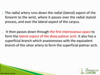 ⦁ The radial artery runs down the radial (lateral) aspect of the
forearm to the wrist, where it passes over the radial styloid
process, and over the lateral aspect of the carpus.
⦁ It then passes down through the first interosseous space to
form the lateral aspect of the deep palmar arch. It also has a
superficial branch which anastomoses with the equivalent
branch of the ulnar artery to form the superficial palmar arch.
 