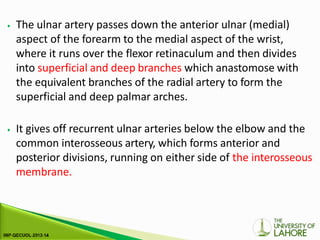 ⦁ The ulnar artery passes down the anterior ulnar (medial)
aspect of the forearm to the medial aspect of the wrist,
where it runs over the flexor retinaculum and then divides
into superficial and deep branches which anastomose with
the equivalent branches of the radial artery to form the
superficial and deep palmar arches.
⦁ It gives off recurrent ulnar arteries below the elbow and the
common interosseous artery, which forms anterior and
posterior divisions, running on either side of the interosseous
membrane.
 