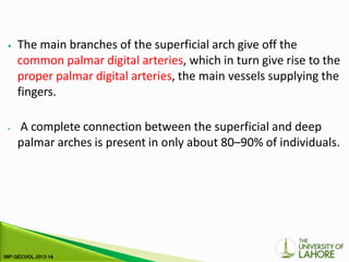 ⦁ The main branches of the superficial arch give off the
common palmar digital arteries, which in turn give rise to the
proper palmar digital arteries, the main vessels supplying the
fingers.
⦁ A complete connection between the superficial and deep
palmar arches is present in only about 80–90% of individuals.
 