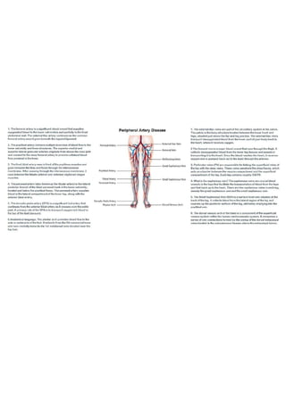 Overview of Common Peripheral Arteries and Their Functions  at USA Vascular Centers