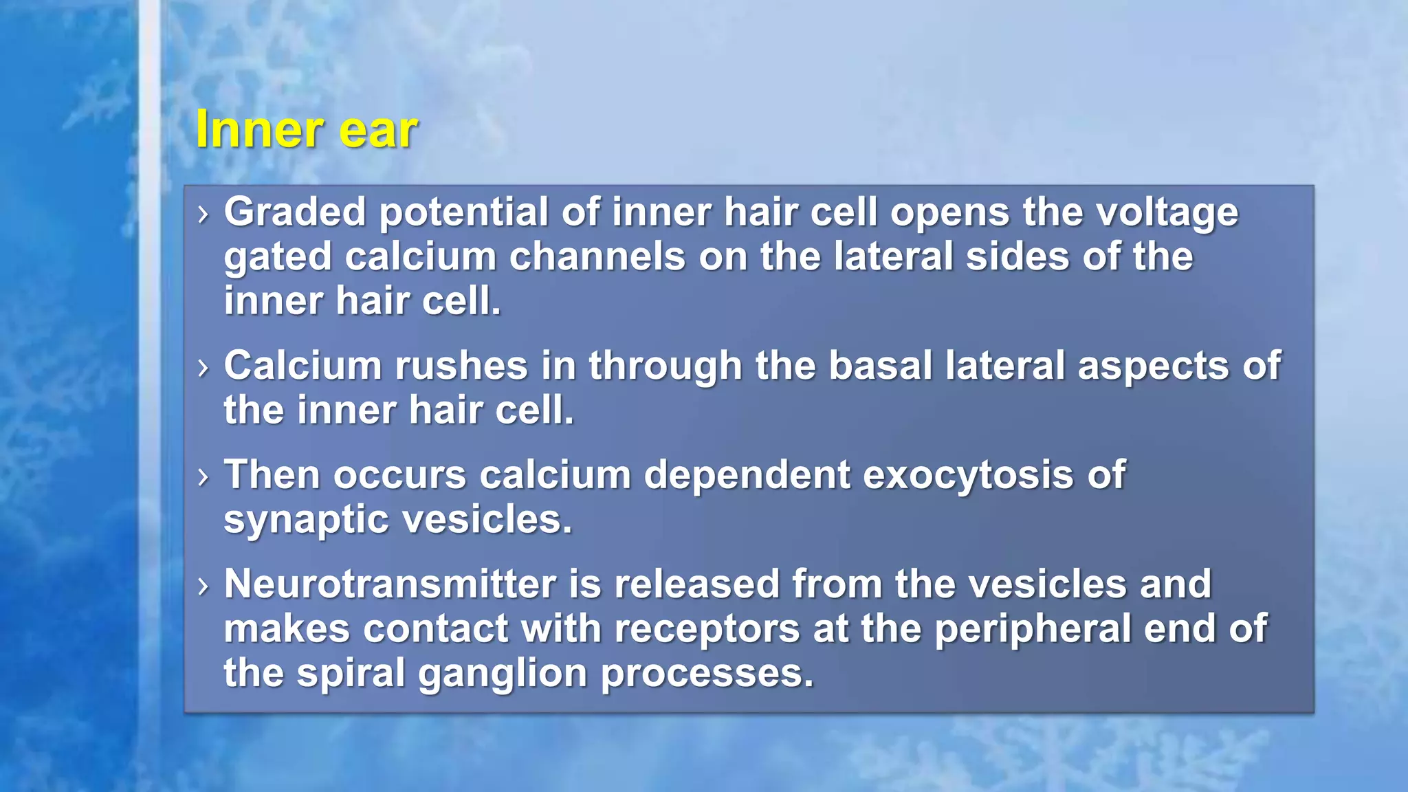 › Graded potential of inner hair cell opens the voltage
gated calcium channels on the lateral sides of the
inner hair cell.
› Calcium rushes in through the basal lateral aspects of
the inner hair cell.
› Then occurs calcium dependent exocytosis of
synaptic vesicles.
› Neurotransmitter is released from the vesicles and
makes contact with receptors at the peripheral end of
the spiral ganglion processes.
Inner ear
 