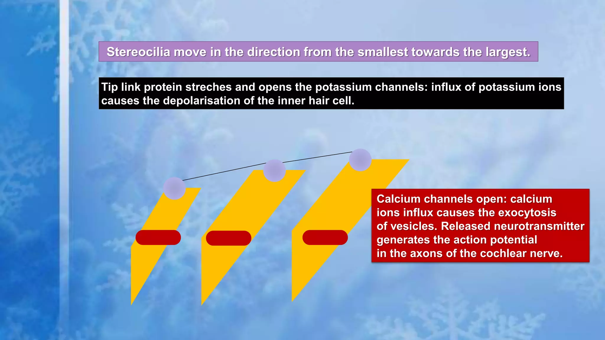 Stereocilia move in the direction from the smallest towards the largest.
Tip link protein streches and opens the potassium channels: influx of potassium ions
causes the depolarisation of the inner hair cell.
Calcium channels open: calcium
ions influx causes the exocytosis
of vesicles. Released neurotransmitter
generates the action potential
in the axons of the cochlear nerve.
 