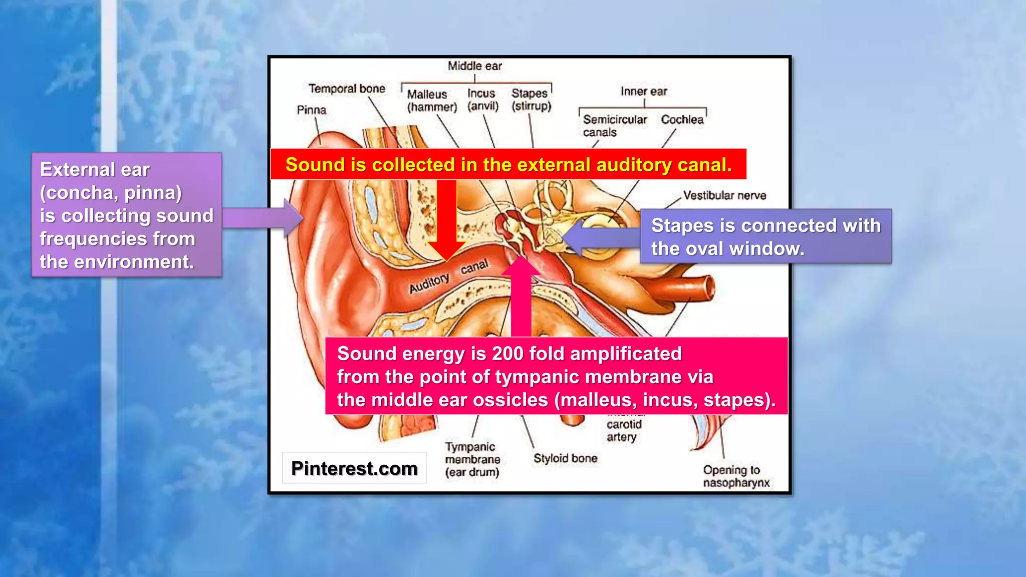 Pinterest.com
External ear
(concha, pinna)
is collecting sound
frequencies from
the environment.
Sound is collected in the external auditory canal.
Sound energy is 200 fold amplificated
from the point of tympanic membrane via
the middle ear ossicles (malleus, incus, stapes).
Stapes is connected with
the oval window.
 