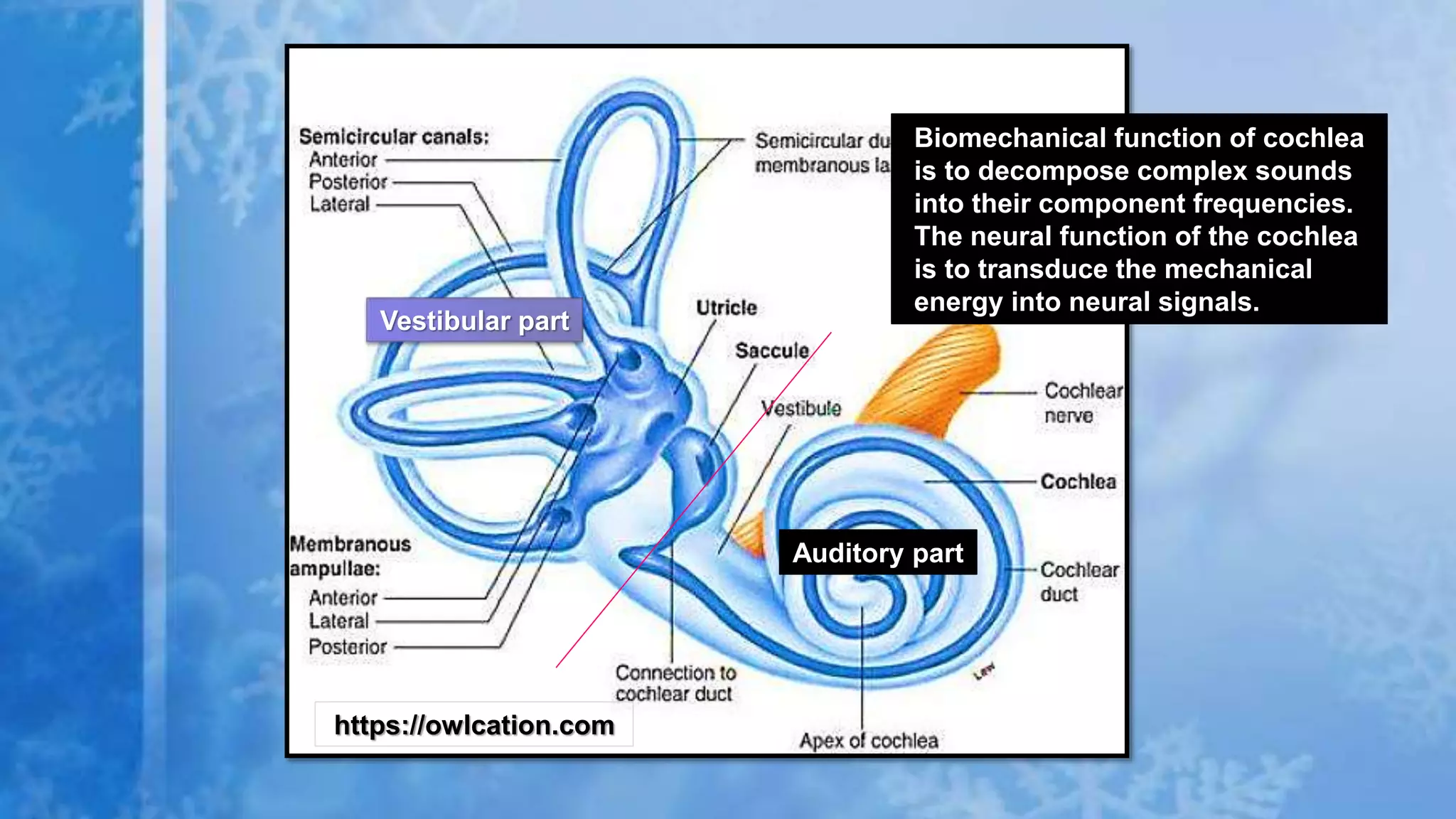 https://owlcation.com
Auditory part
Vestibular part
Biomechanical function of cochlea
is to decompose complex sounds
into their component frequencies.
The neural function of the cochlea
is to transduce the mechanical
energy into neural signals.
 