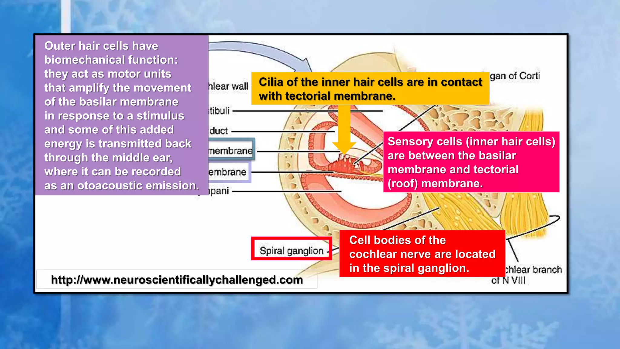 http://www.neuroscientificallychallenged.com
Sensory cells (inner hair cells)
are between the basilar
membrane and tectorial
(roof) membrane.
Cilia of the inner hair cells are in contact
with tectorial membrane.
Cell bodies of the
cochlear nerve are located
in the spiral ganglion.
Outer hair cells have
biomechanical function:
they act as motor units
that amplify the movement
of the basilar membrane
in response to a stimulus
and some of this added
energy is transmitted back
through the middle ear,
where it can be recorded
as an otoacoustic emission.
 