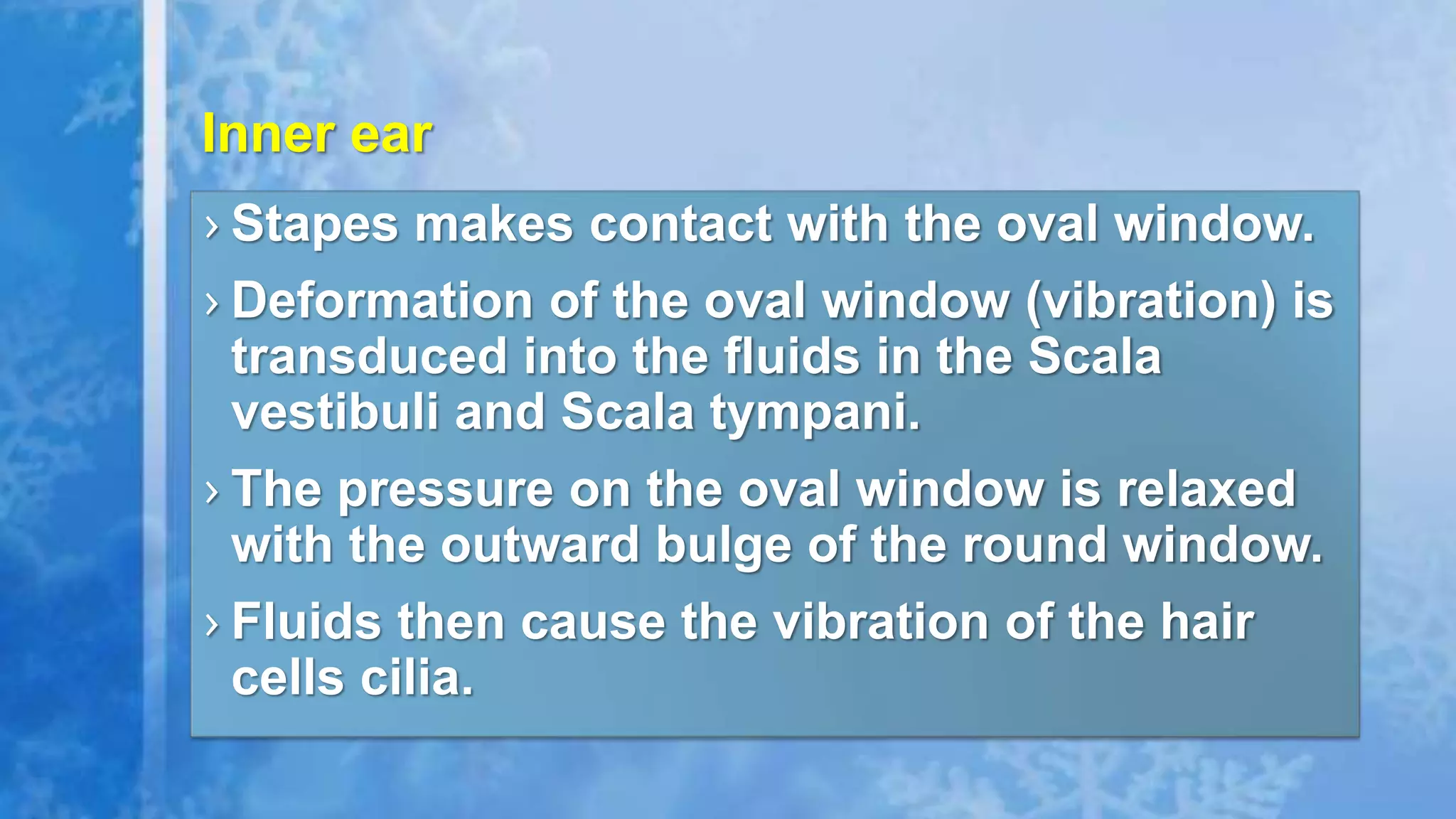 › Stapes makes contact with the oval window.
› Deformation of the oval window (vibration) is
transduced into the fluids in the Scala
vestibuli and Scala tympani.
› The pressure on the oval window is relaxed
with the outward bulge of the round window.
› Fluids then cause the vibration of the hair
cells cilia.
Inner ear
 