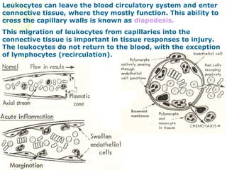 Leukocytes can leave the blood circulatory system and enter
connective tissue, where they mostly function. This ability to
cross the capillary walls is known as diapedesis.
This migration of leukocytes from capillaries into the
connective tissue is important in tissue responses to injury.
The leukocytes do not return to the blood, with the exception
of lymphocytes (recirculation).
 