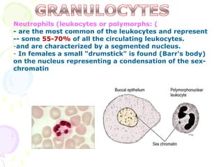 Neutrophils (leukocytes or polymorphs: (
- are the most common of the leukocytes and represent
-- some 55-70% of all the circulating leukocytes.
-and are characterized by a segmented nucleus.
- In females a small "drumstick" is found (Barr's body)
on the nucleus representing a condensation of the sex-
chromatin
 
