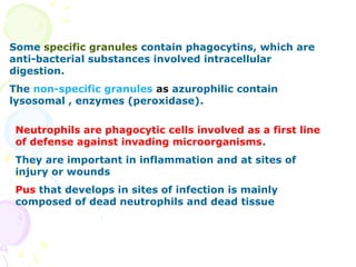 Some specific granules contain phagocytins, which are
anti-bacterial substances involved intracellular
digestion.
The non-specific granules as azurophilic contain
lysosomal , enzymes (peroxidase).

 Neutrophils are phagocytic cells involved as a first line
 of defense against invading microorganisms.
 They are important in inflammation and at sites of
 injury or wounds
 Pus that develops in sites of infection is mainly
 composed of dead neutrophils and dead tissue
 
