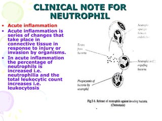 CLINICAL NOTE FOR
              NEUTROPHIL
• Acute inflammation
• Acute inflammation is
  series of changes that
  take place in
  connective tissue in
  response to injury or
  invasion by organisms.
• In acute inflammation
  the percentage of
  neutrophils is
  increased i.e.
  neutrophilia and the
  total leukocytic count
  increases i.e.
  leukocytosis
 