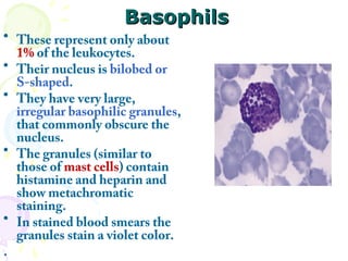 Basophils
• These represent only about
  1% of the leukocytes.
• Their nucleus is bilobed or
  S-shaped.
• They have very large,
  irregular basophilic granules,
  that commonly obscure the
  nucleus.
• The granules (similar to
  those of mast cells) contain
  histamine and heparin and
  show metachromatic
  staining.
• In stained blood smears the
  granules stain a violet color.
.
 