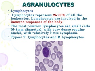 AGRANULOCYTES
• Lymphocytes
• Lymphocytes represent 25-30% of all the
  leukocytes. Lymphocytes are involved in the
  immune responses of the body .
• The most common lymphocytes are small cells
  (6-8mm diameter), with very dense regular
  nuclei, with relatively little cytoplasm.
• Types: T- lymphocytes and B-Lymphocytes
 
