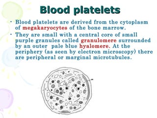 Blood platelets
• Blood platelets are derived from the cytoplasm
  of megakaryocytes of the bone marrow.
• They are small with a central core of small
  purple granules called granulomere surrounded
  by an outer pale blue hyalomere. At the
  periphery (as seen by electron microscopy) there
  are peripheral or marginal microtubules .
 