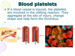 Blood platelets
• If a blood vessel is injured, the platelets
  are involved in the clotting reaction. They
  aggregate at the site of injury, change
  shape and help form the thrombus.
•
 