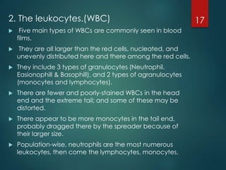 2. The leukocytes.(WBC)
 Five main types of WBCs are commonly seen in blood
films.
 They are all larger than the red cells, nucleated, and
unevenly distributed here and there among the red cells.
 They include 3 types of granulocytes (Neutrophil.
Easionophill & Basophill), and 2 types of agranulocytes
(monocytes and lymphocytes).
 There are fewer and poorly-stained WBCs in the head
end and the extreme tail; and some of these may be
distorted.
 There appear to be more monocytes in the tail end,
probably dragged there by the spreader because of
their larger size.
 Population-wise, neutrophils are the most numerous
leukocytes, then come the lymphocytes, monocytes,
17
 