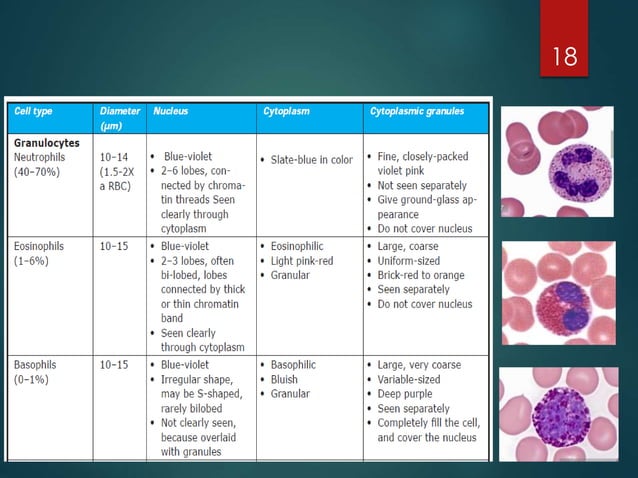 Peripheral Blood Smear | PPTX