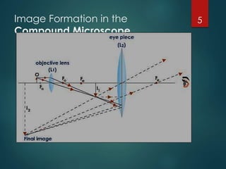 Image Formation in the
Compound Microscope
5
 