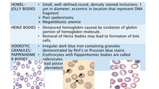 HOWEL-
JOLLY BODIES
• Small, well-defined,round, densely stained inclusions; 1
µm in diameter, eccentric in location that represent DNA
fragment
 Post spelenctomy
 Megaloblastic anemia
HEINZ BODIES • Denatured hemoglobin caused by oxidation of globin
portion of hemoglobin molecule.
• Removal of Heinz bodies may lead to formation of bite
cells.
SIDEROTIC
GRANULES/
PAPPENHEIME
R BODIES
• Irregular dark blue iron containing granules
demonstrated by Perl’s or Prussian blue stains
• Erythrocytes with Pappenheimer bodies are called
siderocytes.
 Lead poisoning
 Sideroblastic anemia
 