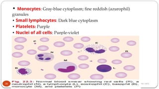 28/01/2025
• Monocytes: Gray-blue cytoplasm; fine reddish (azurophil)
granules
• Small lymphocytes: Dark blue cytoplasm
• Platelets: Purple
• Nuclei of all cells: Purple-violet
35
 