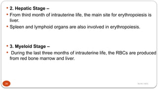 28/01/2025
 2. Hepatic Stage –
 From third month of intrauterine life, the main site for erythropoiesis is
liver.
 Spleen and lymphoid organs are also involved in erythropoiesis.
 3. Myeloid Stage –
 During the last three months of intrauterine life, the RBCs are produced
from red bone marrow and liver.
39
 
