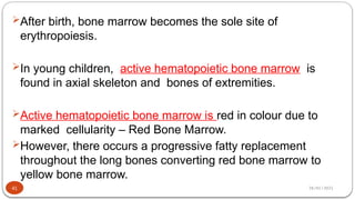 28/01/2025
After birth, bone marrow becomes the sole site of
erythropoiesis.
In young children, active hematopoietic bone marrow is
found in axial skeleton and bones of extremities.
Active hematopoietic bone marrow is red in colour due to
marked cellularity – Red Bone Marrow.
However, there occurs a progressive fatty replacement
throughout the long bones converting red bone marrow to
yellow bone marrow.
41
 