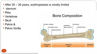 28/01/2025
 After 20 – 30 years, erythropoiesis is mostly limited
 sternum
 Ribs
 Vertebrae
 Skull
 Pelvis &
 Pelvic Girdle
42
 