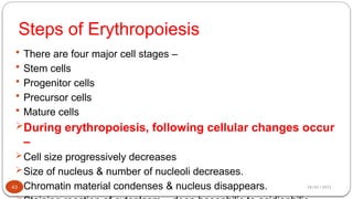 28/01/2025
Steps of Erythropoiesis
 There are four major cell stages –
 Stem cells
 Progenitor cells
 Precursor cells
 Mature cells
During erythropoiesis, following cellular changes occur
–
Cell size progressively decreases
Size of nucleus & number of nucleoli decreases.
Chromatin material condenses & nucleus disappears.
43
 