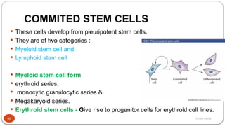 28/01/2025
COMMITED STEM CELLS
 These cells develop from pleuripotent stem cells.
 They are of two categories :
 Myeloid stem cell and
 Lymphoid stem cell
 Myeloid stem cell form
 erythroid series,
 monocytic granulocytic series &
 Megakaryoid series.
 Erythroid stem cells - Give rise to progenitor cells for erythroid cell lines.
46
 