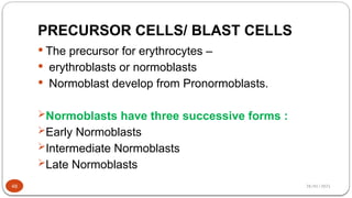 28/01/2025
PRECURSOR CELLS/ BLAST CELLS
 The precursor for erythrocytes –
 erythroblasts or normoblasts
 Normoblast develop from Pronormoblasts.
Normoblasts have three successive forms :
Early Normoblasts
Intermediate Normoblasts
Late Normoblasts
48
 