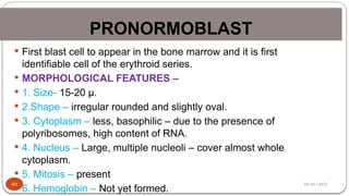 28/01/2025
PRONORMOBLAST
49
 First blast cell to appear in the bone marrow and it is first
identifiable cell of the erythroid series.
 MORPHOLOGICAL FEATURES –
 1. Size- 15-20 µ.
 2.Shape – irregular rounded and slightly oval.
 3. Cytoplasm – less, basophilic – due to the presence of
polyribosomes, high content of RNA.
 4. Nucleus – Large, multiple nucleoli – cover almost whole
cytoplasm.
 5. Mitosis – present
 6. Hemoglobin – Not yet formed.
 