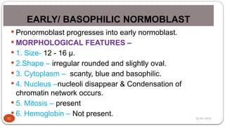 28/01/2025
EARLY/ BASOPHILIC NORMOBLAST
51
 Pronormoblast progresses into early normoblast.
 MORPHOLOGICAL FEATURES –
 1. Size- 12 - 16 µ.
 2.Shape – irregular rounded and slightly oval.
 3. Cytoplasm – scanty, blue and basophilic.
 4. Nucleus –nucleoli disappear & Condensation of
chromatin network occurs.
 5. Mitosis – present
 6. Hemoglobin – Not present.
 