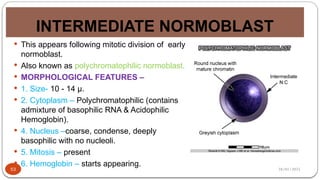 28/01/2025
INTERMEDIATE NORMOBLAST
53
 This appears following mitotic division of early
normoblast.
 Also known as polychromatophilic normoblast.
 MORPHOLOGICAL FEATURES –
 1. Size- 10 - 14 µ.
 2. Cytoplasm – Polychromatophilic (contains
admixture of basophilic RNA & Acidophilic
Hemoglobin).
 4. Nucleus –coarse, condense, deeply
basophilic with no nucleoli.
 5. Mitosis – present
 6. Hemoglobin – starts appearing.
 