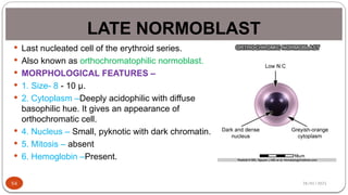 28/01/2025
LATE NORMOBLAST
54
 Last nucleated cell of the erythroid series.
 Also known as orthochromatophilic normoblast.
 MORPHOLOGICAL FEATURES –
 1. Size- 8 - 10 µ.
 2. Cytoplasm –Deeply acidophilic with diffuse
basophilic hue. It gives an appearance of
orthochromatic cell.
 4. Nucleus – Small, pyknotic with dark chromatin.
 5. Mitosis – absent
 6. Hemoglobin –Present.
 