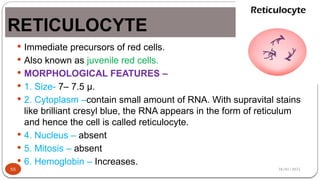 28/01/2025
RETICULOCYTE
55
 Immediate precursors of red cells.
 Also known as juvenile red cells.
 MORPHOLOGICAL FEATURES –
 1. Size- 7– 7.5 µ.
 2. Cytoplasm –contain small amount of RNA. With supravital stains
like brilliant cresyl blue, the RNA appears in the form of reticulum
and hence the cell is called reticulocyte.
 4. Nucleus – absent
 5. Mitosis – absent
 6. Hemoglobin – Increases.
 