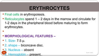 28/01/2025
ERYTHROCYTES
56
 Final cells in erythropoiesis.
 Reticulocytes spend 1 – 2 days in the marrow and circulate for
1-2 days in the pheripheral blood before maturing to form
erythrocytes.

 MORPHOLOGICAL FEATURES –
 1. Size- 7.5 µ.
 2. shape – biconcave disc.
 3. Nucleus – absent
 4. Hemoglobin – present..
 