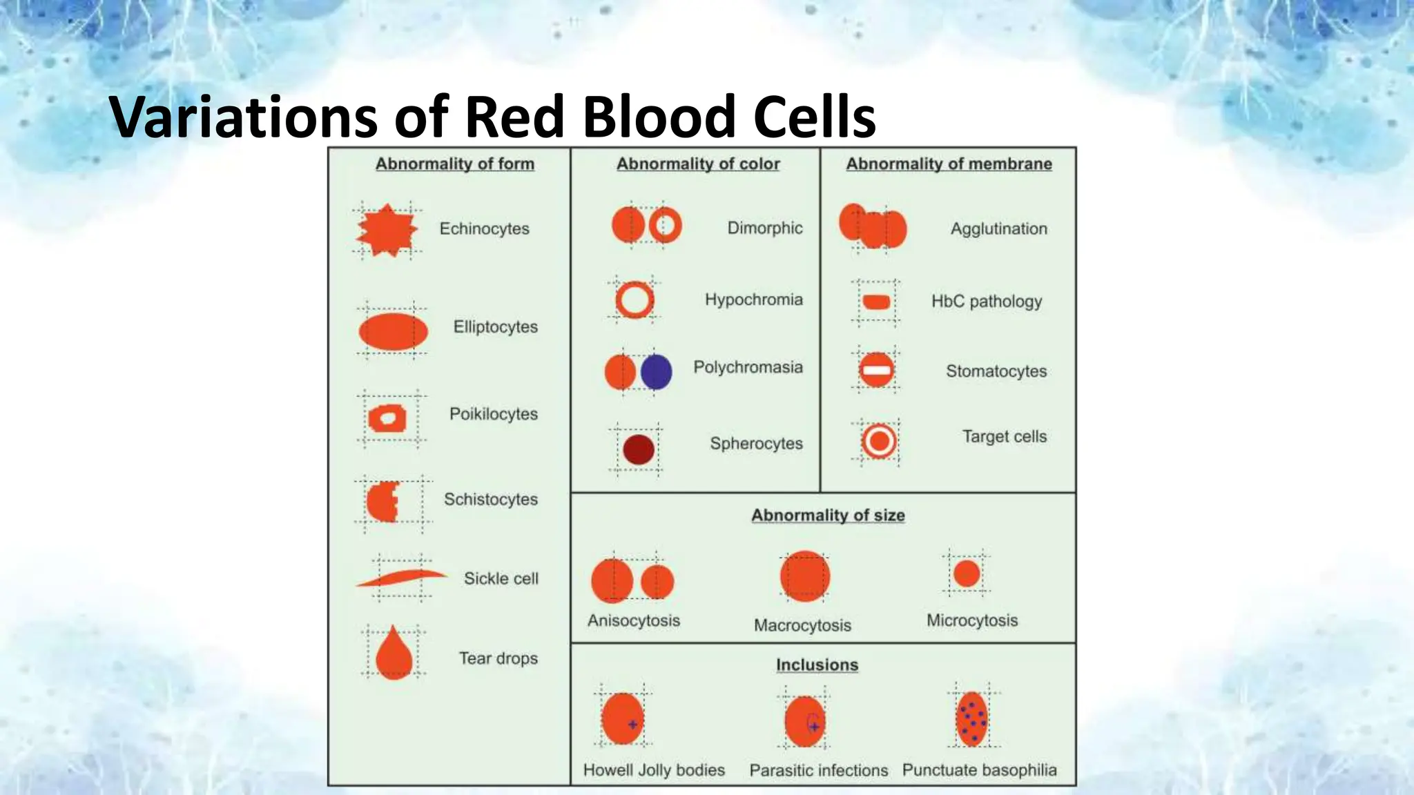 Variations of Red Blood Cells
 