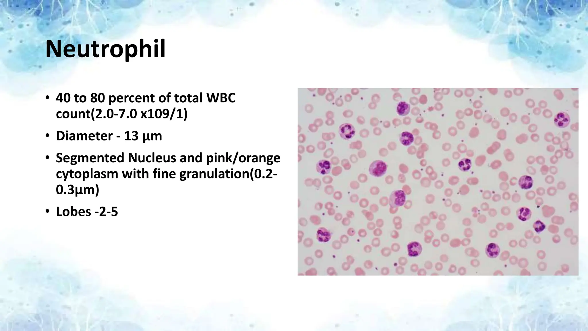 Neutrophil
• 40 to 80 percent of total WBC
count(2.0-7.0 x109/1)
• Diameter - 13 μm
• Segmented Nucleus and pink/orange
cytoplasm with fine granulation(0.2-
0.3μm)
• Lobes -2-5
 