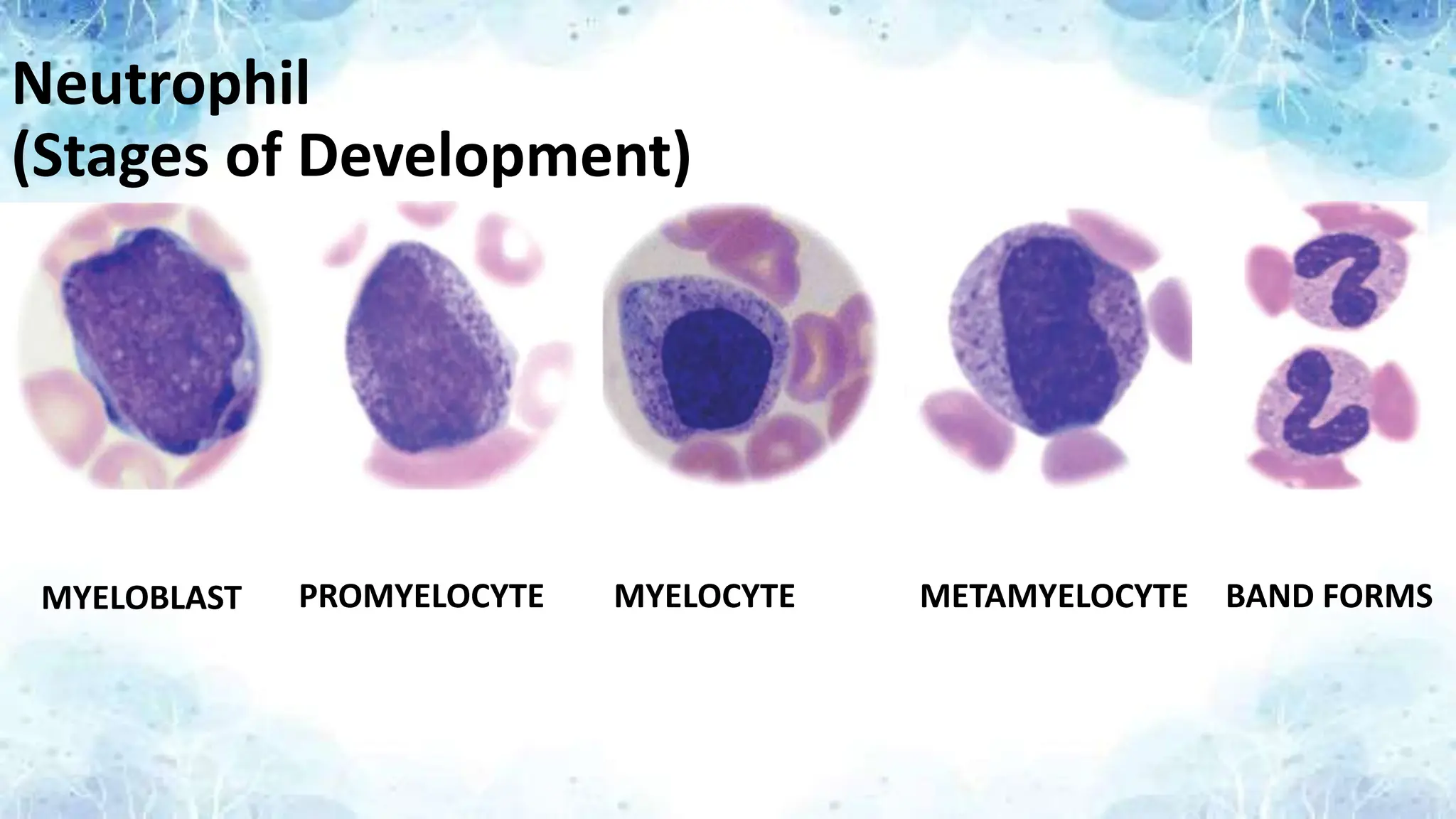 Neutrophil
(Stages of Development)
MYELOBLAST PROMYELOCYTE MYELOCYTE METAMYELOCYTE BAND FORMS
 