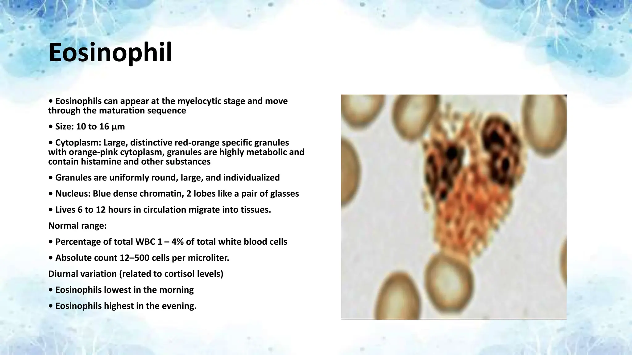 Eosinophil
• Eosinophils can appear at the myelocytic stage and move
through the maturation sequence
• Size: 10 to 16 μm
• Cytoplasm: Large, distinctive red-orange specific granules
with orange-pink cytoplasm, granules are highly metabolic and
contain histamine and other substances
• Granules are uniformly round, large, and individualized
• Nucleus: Blue dense chromatin, 2 lobes like a pair of glasses
• Lives 6 to 12 hours in circulation migrate into tissues.
Normal range:
• Percentage of total WBC 1 – 4% of total white blood cells
• Absolute count 12–500 cells per microliter.
Diurnal variation (related to cortisol levels)
• Eosinophils lowest in the morning
• Eosinophils highest in the evening.
 