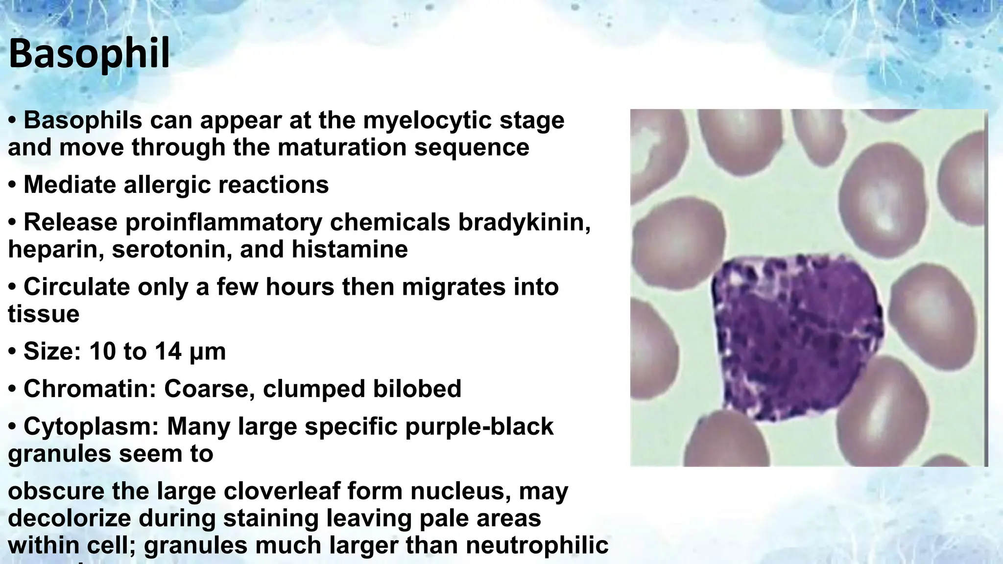 Basophil
• Basophils can appear at the myelocytic stage
and move through the maturation sequence
• Mediate allergic reactions
• Release proinflammatory chemicals bradykinin,
heparin, serotonin, and histamine
• Circulate only a few hours then migrates into
tissue
• Size: 10 to 14 μm
• Chromatin: Coarse, clumped bilobed
• Cytoplasm: Many large specific purple-black
granules seem to
obscure the large cloverleaf form nucleus, may
decolorize during staining leaving pale areas
within cell; granules much larger than neutrophilic
 