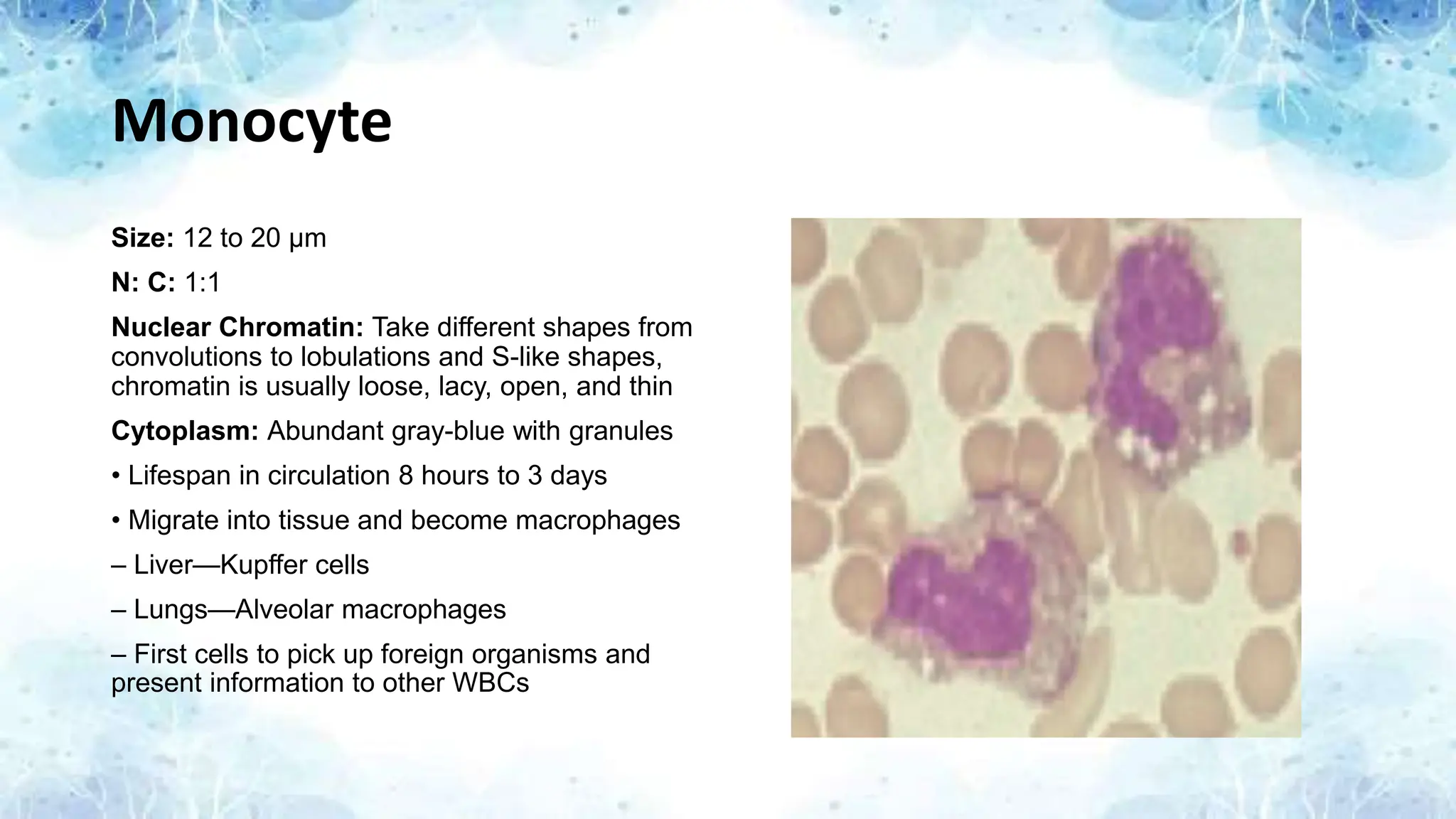 Monocyte
Size: 12 to 20 μm
N: C: 1:1
Nuclear Chromatin: Take different shapes from
convolutions to lobulations and S-like shapes,
chromatin is usually loose, lacy, open, and thin
Cytoplasm: Abundant gray-blue with granules
• Lifespan in circulation 8 hours to 3 days
• Migrate into tissue and become macrophages
– Liver—Kupffer cells
– Lungs—Alveolar macrophages
– First cells to pick up foreign organisms and
present information to other WBCs
 
